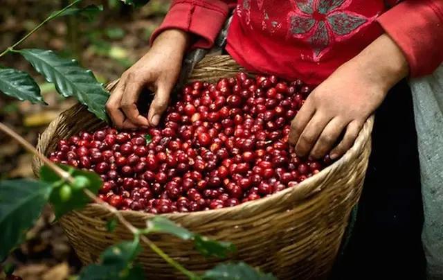 Việt Nam hiện đang xuất khẩu 3 chủng loại cà phê sang Anh gồm: Cà phê Robusta, Arabica và cà phê chế biến - Ảnh minh họa